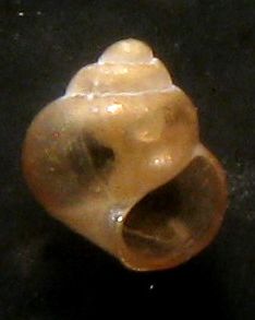 Paludinella littorina